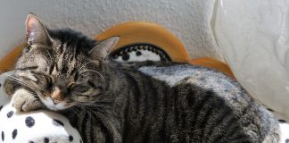 Dormir bien es gozar de salud