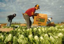 Mexicanos trabajan el campo en Puerto Rico ante falta de mano de obra local
