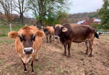 Regresan exposiciones de arte de Muscoot Farm
