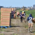 Unos trabajadores de campo recogen fresa en un campo de cultivos en Oxnard, California. EFE carga publica