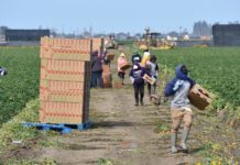 Audiencia sobre «carga pública» para inmigrantes Unos trabajadores de campo recogen fresa en un campo de cultivos en Oxnard, California. EFE carga publica