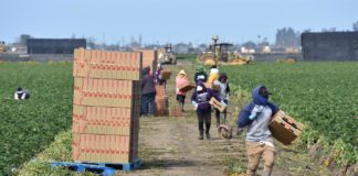 Unos trabajadores de campo recogen fresa en un campo de cultivos en Oxnard, California. EFE carga publica