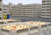 Brote de salmonelosis en cebollas importadas de México