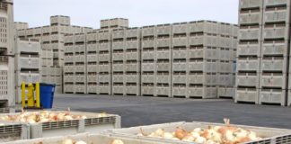 Brote de salmonelosis en cebollas importadas de México