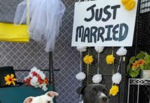 boda masiva de perros celebrada en Villa Park, Illinois EFE