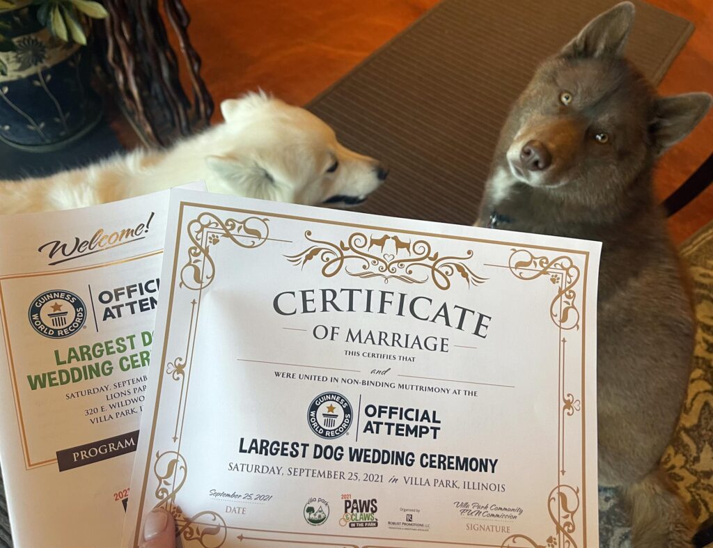 dos perros junto con sus certificados de matrimonio casados durante una fiesta celebrada en Villa Park, Illinois efe