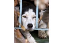 Piden voluntarios para calmar el estrés de perros y gatos por el estruendo del 4 de julio