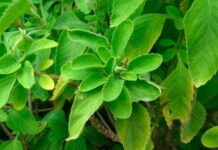 Hierbas Medicinales: Las propiedades medicinales del Boldo