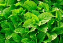 Hierbas Medicinales: Las propiedades del Toronjil
