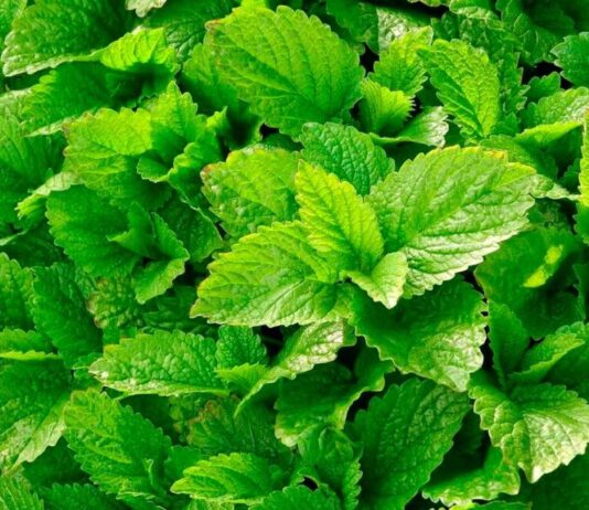 Hierbas Medicinales: Las propiedades del Toronjil