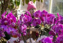 Orquídeas marcan tendencia en Jardín Botánico de Nueva York