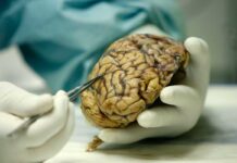 Identifican área del cerebro que responde a las amenazas