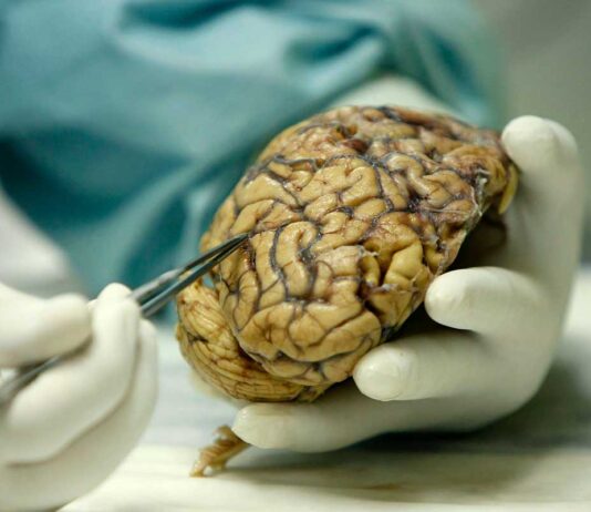 Identifican área del cerebro que responde a las amenazas