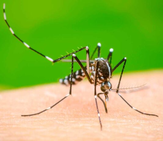 Brasil supera los cinco millones de casos de dengue