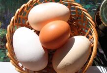 Cocinar mal los huevos afecta tu salud