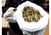 Incautan en Nueva York marihuana y productos por valor de más de 5 millones de dólares