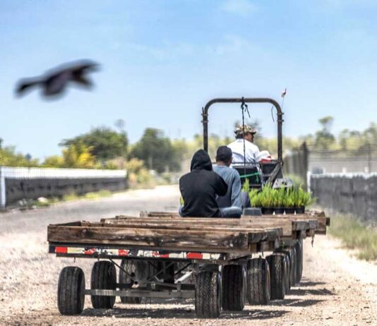 Juez bloquea protecciones para trabajadores agrícolas con visas temporales Trabajadores inmigrantes