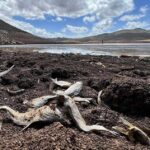 El planeta experimentó 1,55 ºC más de temperatura en 2024, según el dato de la OMM