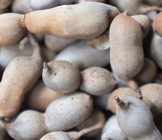 Tamarindo: el fruto tropical que equilibra sabor y bienestar