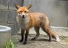 El Bronx de Basil, un zorro rojo macho de unos dos años. EFE