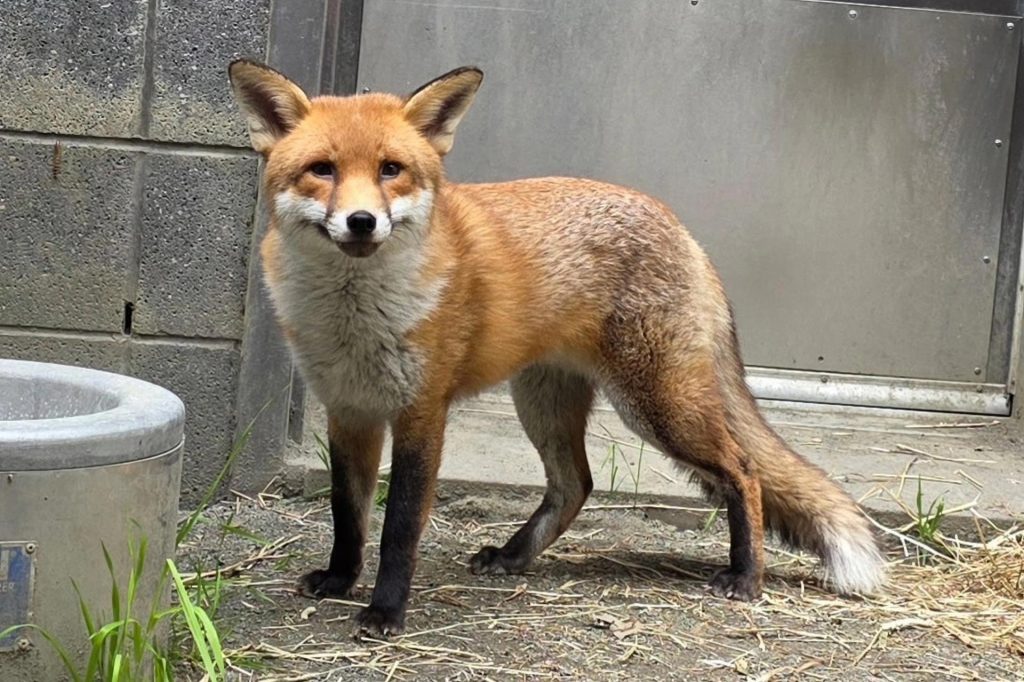 El Bronx de Basil, un zorro rojo macho de unos dos años. EFE