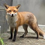 El Bronx de Basil, un zorro rojo macho de unos dos años. EFE