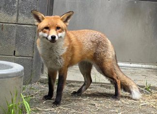 El Bronx de Basil, un zorro rojo macho de unos dos años. EFE