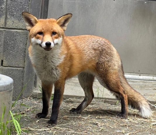 El Bronx de Basil, un zorro rojo macho de unos dos años. EFE