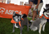 Proteja a sus mascotas del calor
