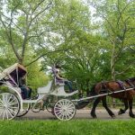 Renuevan llamada a vetar carruajes de caballos