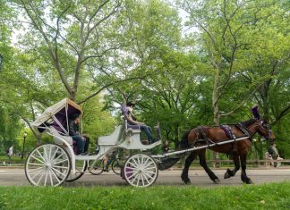 Renuevan llamada a vetar carruajes de caballos