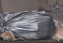 Ratas con mutaciones son un problema creciente en la ciudad de Nueva York