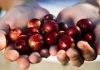 El camu camu peruano