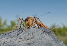 El mosquito que contagia el virus del nilo occidental.